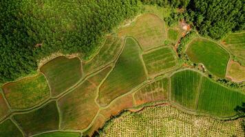 sustentável beleza, aéreo arroz terraços panorama foto