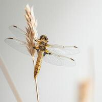 ai gerado uma libélula empoleirado em uma cana isolado em uma transparente fundo foto