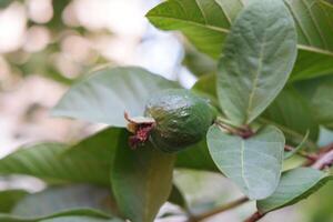 goiaba fruta em a árvore dentro a jardim com verde folhas fundo foto