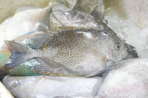 peixe fresco no mercado foto