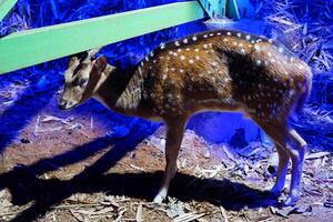 veado dentro a jardim zoológico. animal dentro a jardim zoológico foto