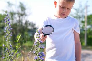 a criança examina azul flores através uma ampliação vidro - comum eríngeo. uma pequeno Garoto parece através uma ampliação vidro medicinal plantar echium vulgar. foto