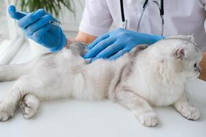 a veterinário dá a injeção para uma escocês gatinho. uma médico dentro uma veterinário clínica inocula uma gato. foto