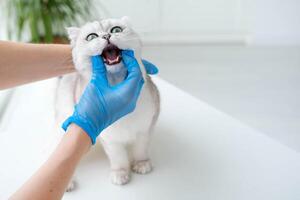 uma veterinário examina a dentes do uma escocês dobra gato. foto