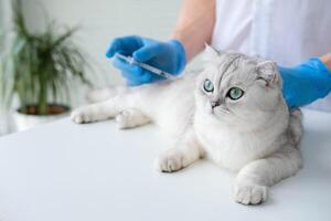 a veterinário dá a injeção para uma escocês gatinho. uma médico dentro uma veterinário clínica inocula uma gato. foto