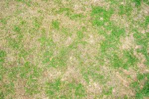 folha de grama seca muda de verde para marrom morto em um fundo de textura de gramado de círculo grama seca morta. foto