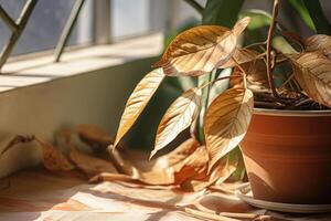 ai gerado murcha casa flor folhas dentro argila Panela, abandonado ornamental plantas, casa plantas, impróprio Cuidado foto