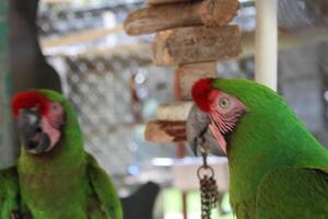 lindo papagaio sentado dentro uma cela às uma jardim zoológico foto