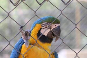 lindo papagaio sentado dentro uma cela às uma jardim zoológico foto