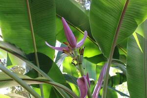 banana fruta árvore florescendo dentro a verão. foto