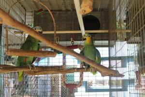 lindo papagaio sentado dentro uma cela às uma jardim zoológico foto