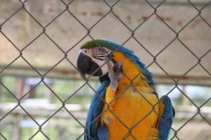 lindo papagaio sentado dentro uma cela às uma jardim zoológico foto