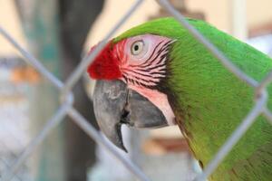 lindo papagaio sentado dentro uma cela às uma jardim zoológico foto