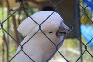 amigáveis branco cacatua pássaro dentro uma cela às uma acariciando jardim zoológico foto