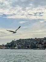 gaivota vôo sobre a bósforo com Istambul dentro a fundo, Peru foto