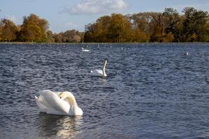 elegante cisne realizando uma água balé dentro uma Londres parque lago com outonal árvores dentro a distância foto