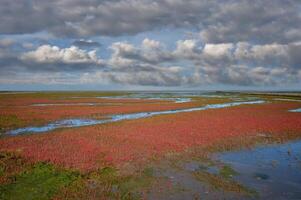 sal pântano com comum vidraria resp.salicórnia europaea em eiderstedt península, norte mar, norte Frísia, Alemanha foto