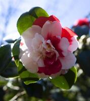 uma vermelho e branco flor com verde folhas foto