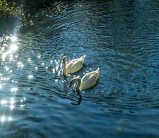 dois cisnes natação dentro uma lagoa com luz solar brilhando em eles foto