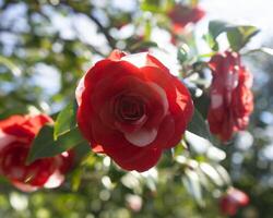 uma vermelho rosa é florescendo dentro a Sol foto