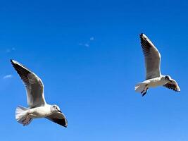 dois gaivotas vôo dentro a céu foto