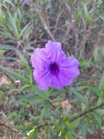 beleza do flor flores dentro a jardim foto