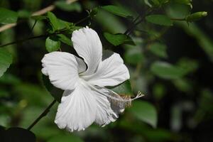 lindo branco hibisco flor florescendo e floração foto