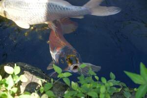 koi peixe olhando para Comida dentro uma peixe lagoa foto