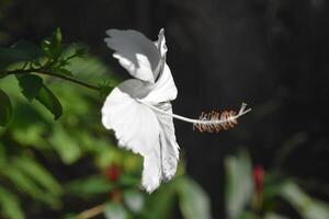 brilhante papel branco hibisco flor dentro flor foto