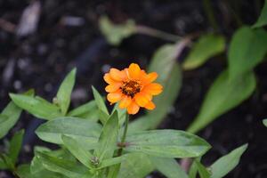 bonita laranja zínia flor florescendo dentro uma jardim foto