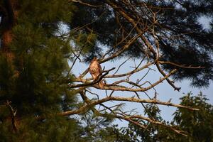 ótimo capturar do uma falcão dentro uma árvore foto