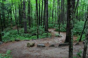 enrolamento arborizado caminhada trilha com uma limpo caminho através a madeiras foto