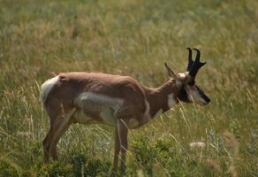 pronghorn bode em pé dentro uma Relva preenchidas campo foto