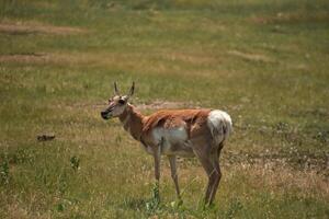 lindo pronghorn corça pastar em verão gramíneas foto