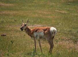 fêmea pronghorn mastigando em gramíneas dentro uma campo foto