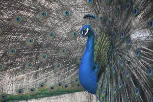 lindo penas e plummage em uma azul pavão foto