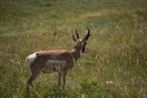 fantástico perfil do uma jovem pronghorn antílope bode foto