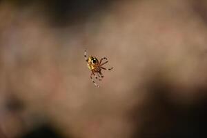 amarelo abdômen em a marmorizado orbweaver aranha foto