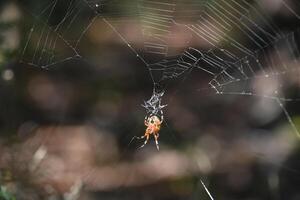 lado de baixo Visão do a orbweaver aranhas abdômen foto