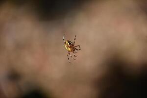 escalada e rastejando aranha com uma estampado abdômen foto