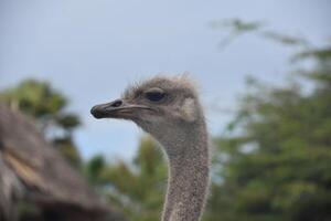 lado perfil do a avestruz em uma caloroso dia foto