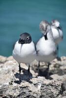 rindo gaivotas em Rocha acima a caloroso águas foto