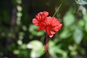 exótico vermelho tropical hibisco Flor floração foto