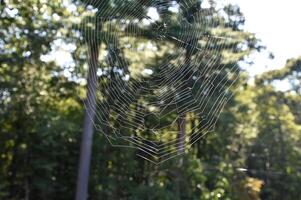 lindo tecido aranha rede dentro a ao ar livre foto