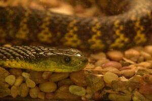 mortal enrolado verde serpente com sobreposição balanças foto