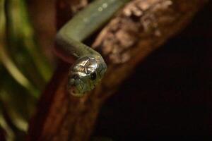 olhando para dentro a face do uma verde serpente foto