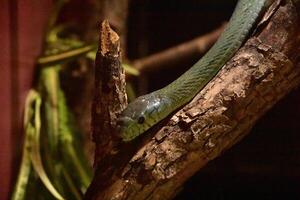 verde serpente comovente baixa uma árvore ramo foto