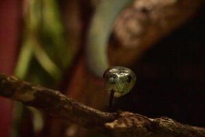 verde mamba serpente degola Está língua Fora foto