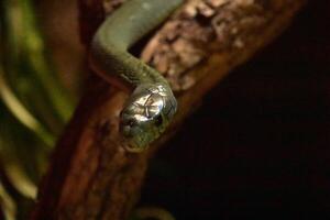 deslizando mortal verde serpente dentro uma árvore foto