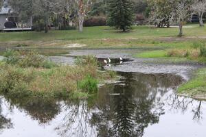 panorama por aí uma pequeno pântano dentro tampa florida com animais selvagens foto